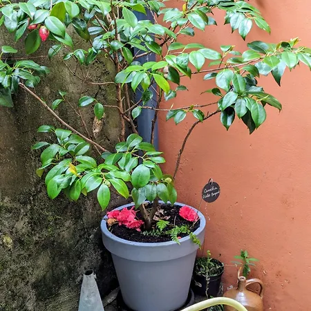 Artist - Center - Bathtub - Terrasse - Full * Ruan